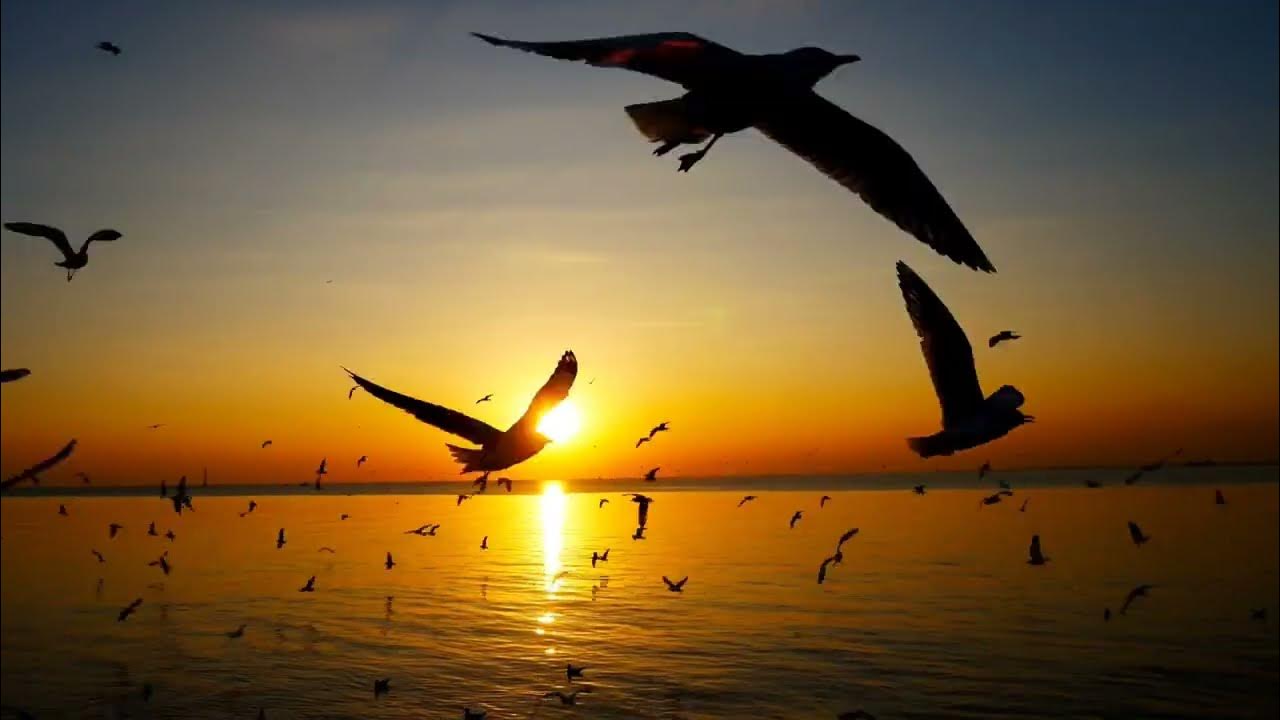 Never - Tylko Ciebie chcę | Muzyka Disco Polo